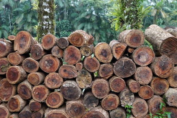 La elección inteligente para muebles ecológicos: MDP