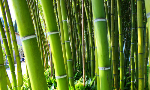 Las asombrosas propiedades del bambú y su impacto en el medio ambiente