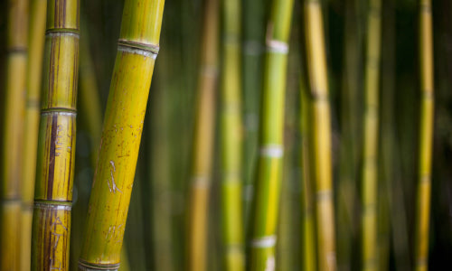 Del bosque al hogar: conoce los distintos tipos de bambú
